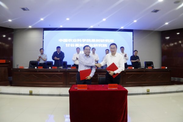 富邦配资 全国苹果高产高效技术观摩会在甘肃甘谷县举行